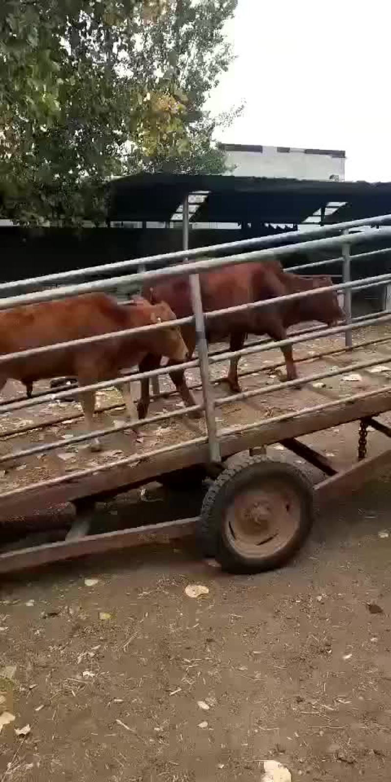 三四元杂交抵抗力强出肉率高每头补贴一千元