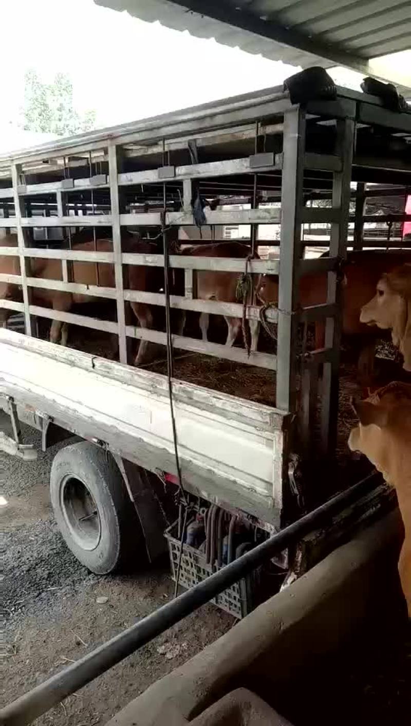 三四元杂交抵抗力强出肉率高每头补贴一千元