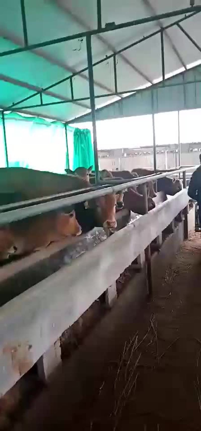 三四元杂交抵抗力强出肉率高每头补贴一千元