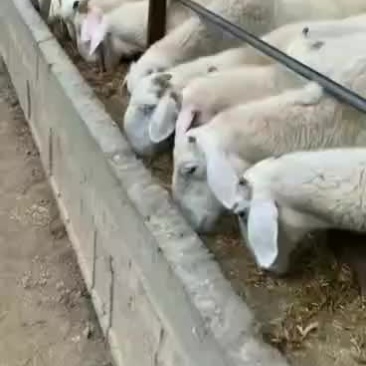 肉羊屠宰羊出肉率高买十头送一头基地直发大量出售