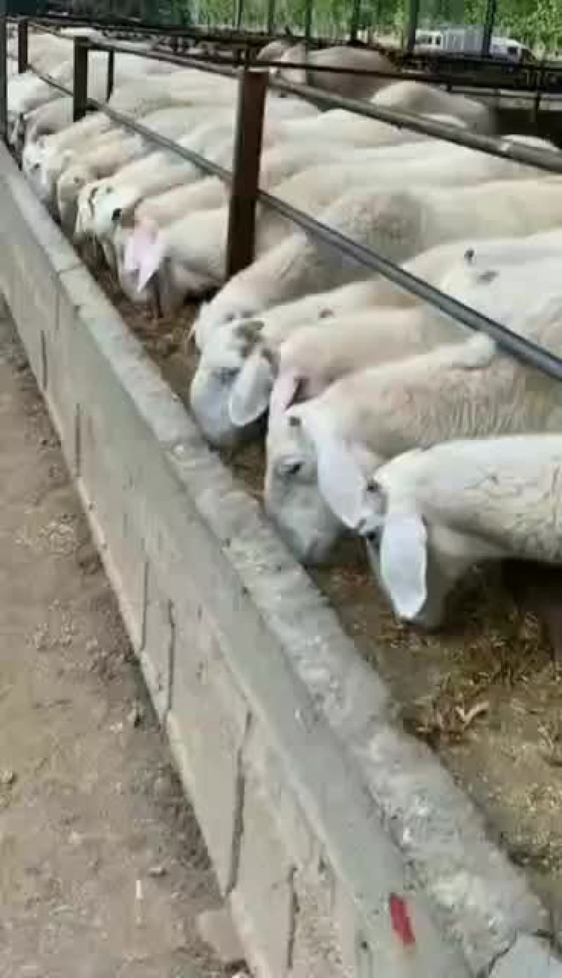 肉羊屠宰羊出肉率高买十头送一头基地直发大量出售