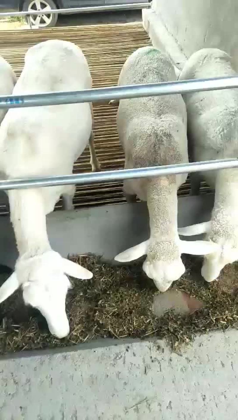 肉羊屠宰羊出肉率高买十头送一头基地直发大量出售