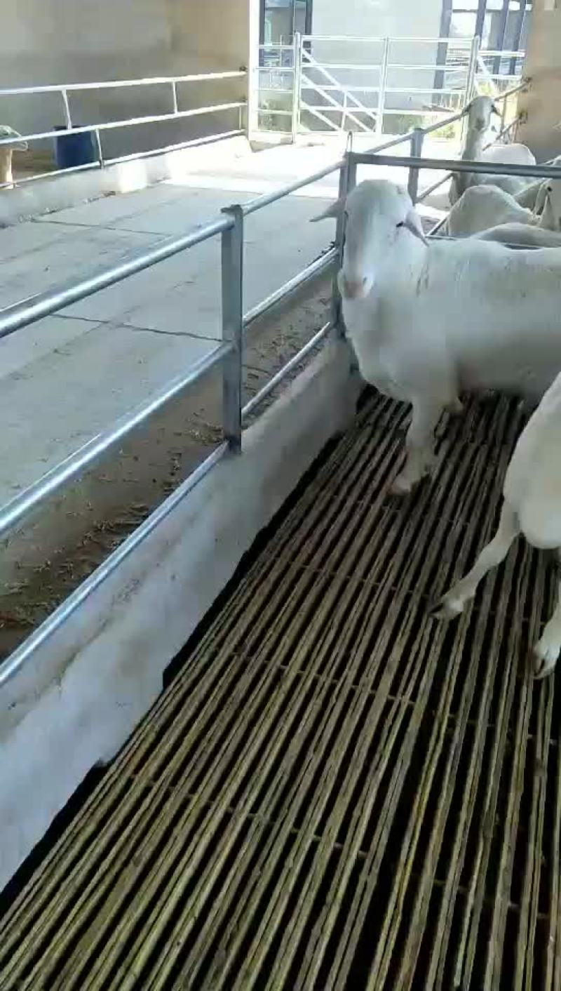肉羊屠宰羊出肉率高买十头送一头基地直发大量出售
