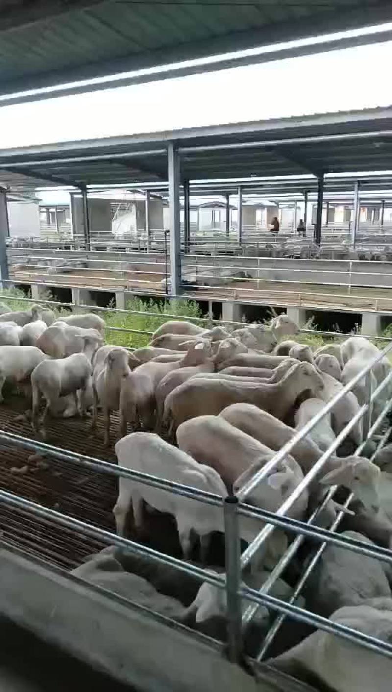 肉羊屠宰羊出肉率高买十头送一头基地直发大量出售