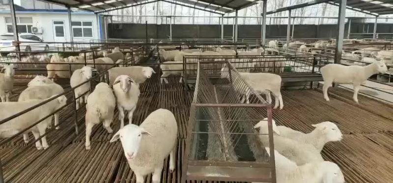 肉羊屠宰羊出肉率高买十头送一头基地直发大量出售