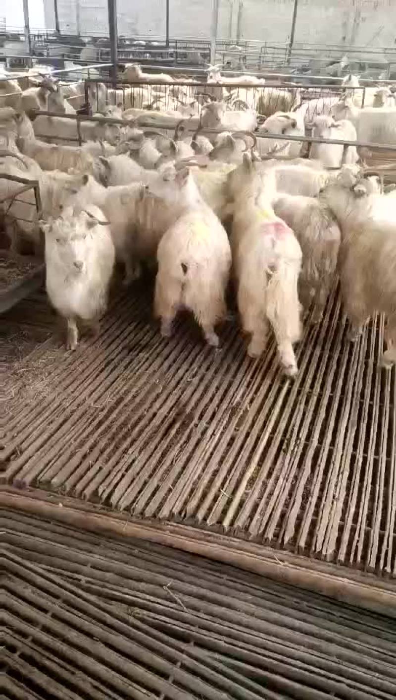 肉羊屠宰羊出肉率高买十头送一头基地直发大量出售
