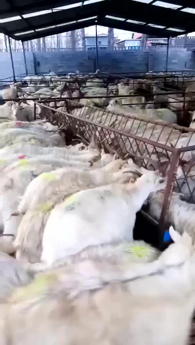 肉羊屠宰羊出肉率高买十头送一头基地直发大量出售