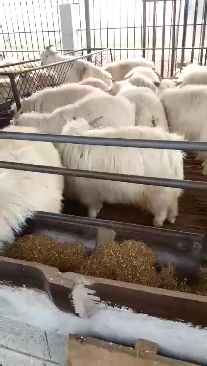肉羊屠宰羊出肉率高买十头送一头基地直发大量出售