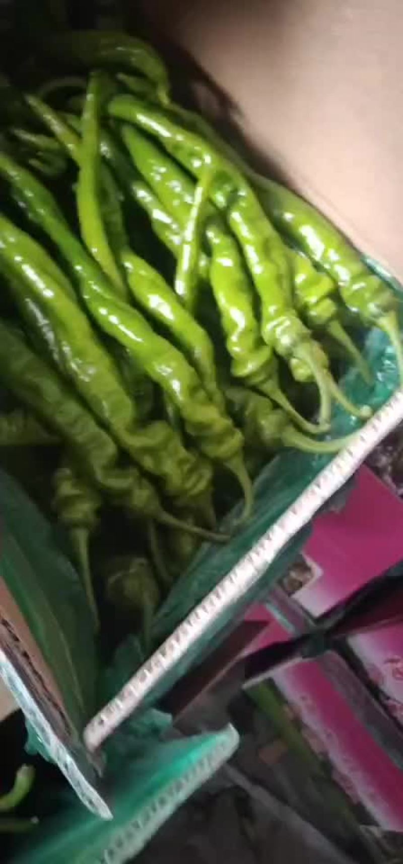 各种鲜辣椒大量上市西红柿开始