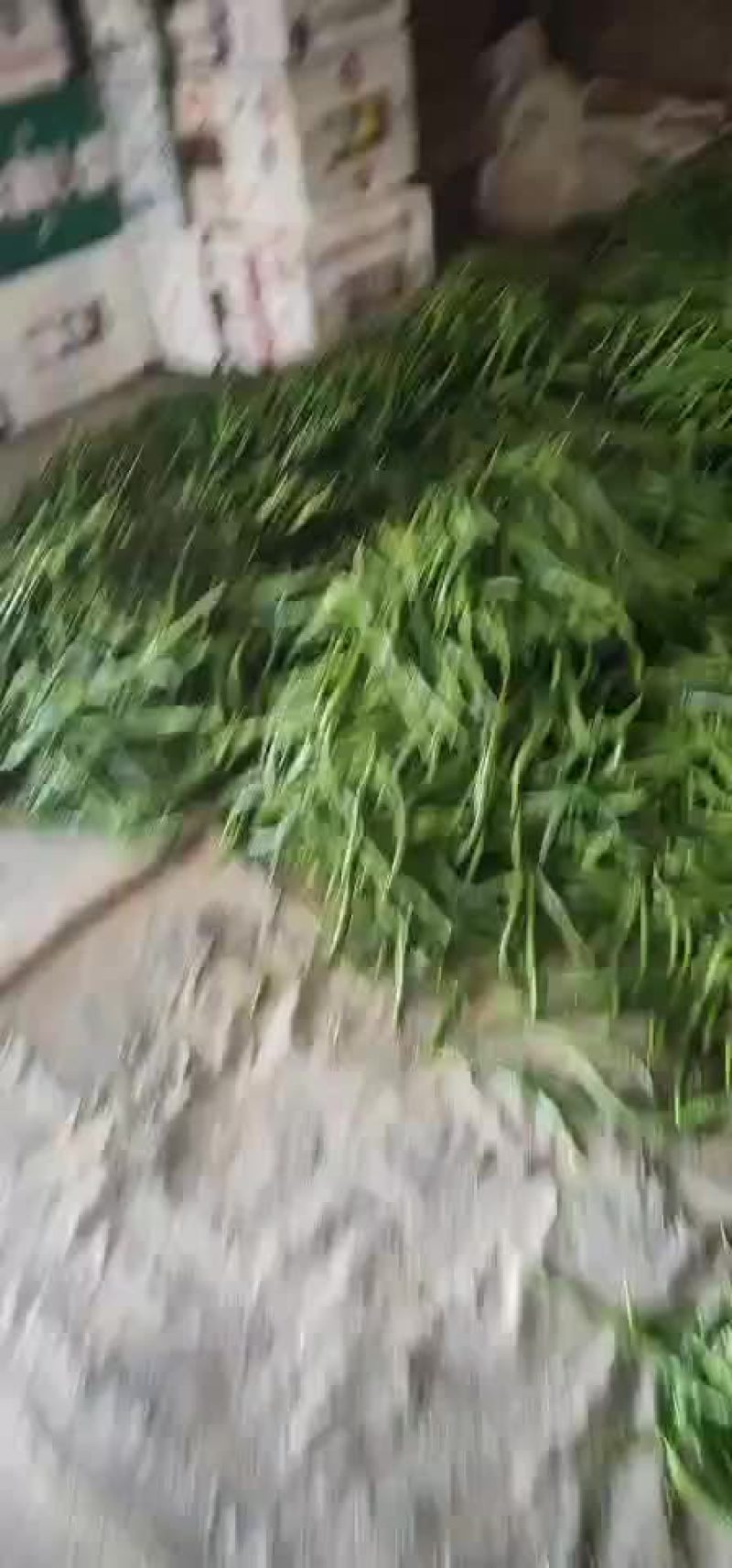 各种鲜辣椒大量上市西红柿开始