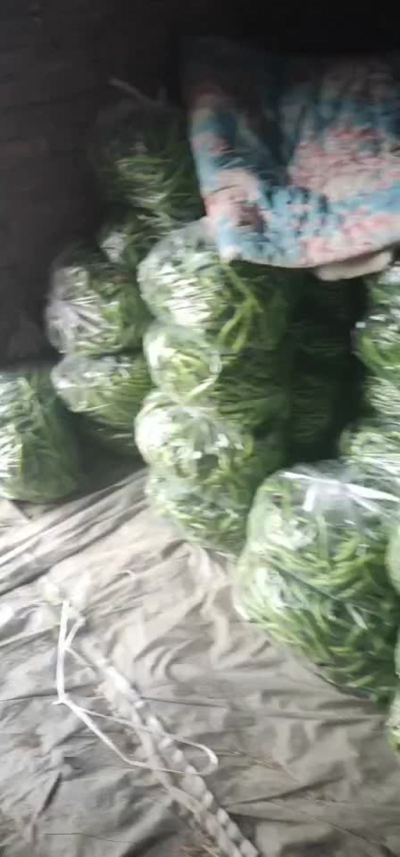 各种鲜辣椒大量上市西红柿开始