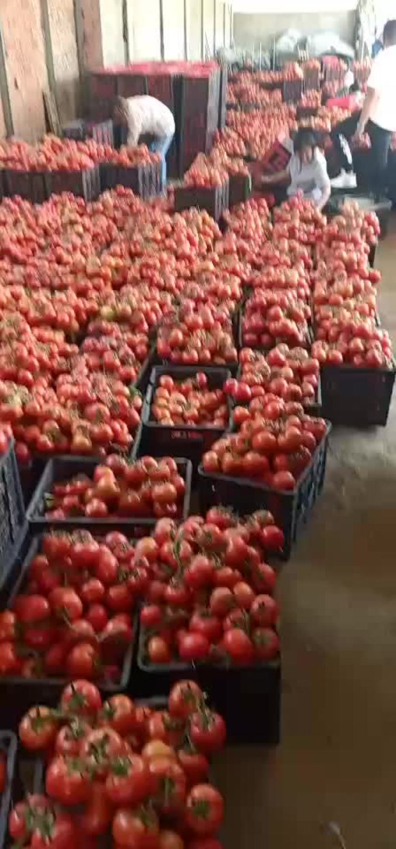安徽西红柿