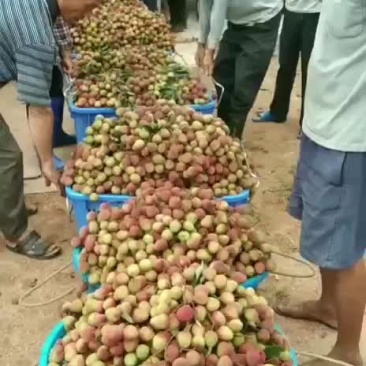 铭国果业，精品妃子笑荔枝大量上市