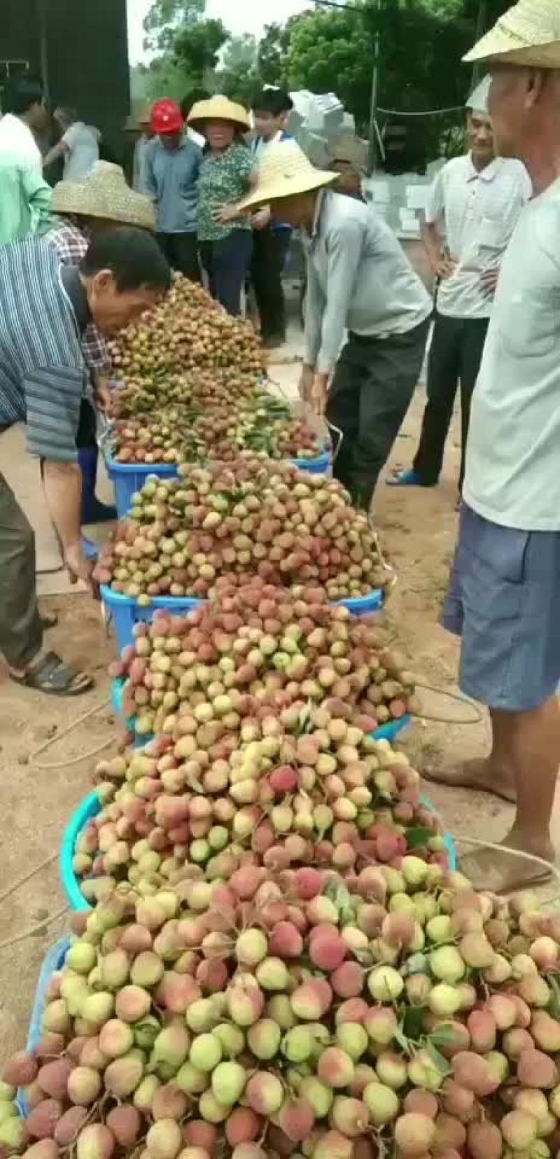 铭国果业，精品妃子笑荔枝大量上市