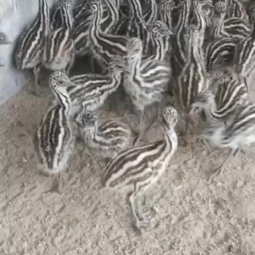鸵鸟苗