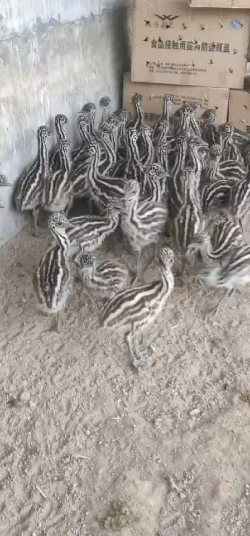 鸵鸟苗