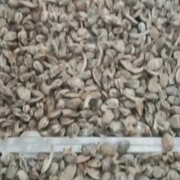 连云港本地花甲中个大个质量保证保证鲜活肥度好质量