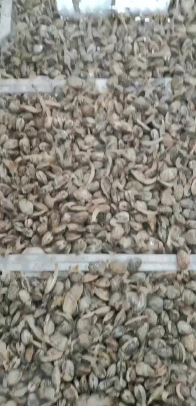 连云港本地花甲中个大个质量保证保证鲜活肥度好质量