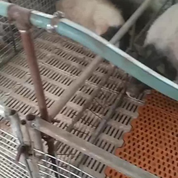 巴马香猪藏香猪专业繁育基地