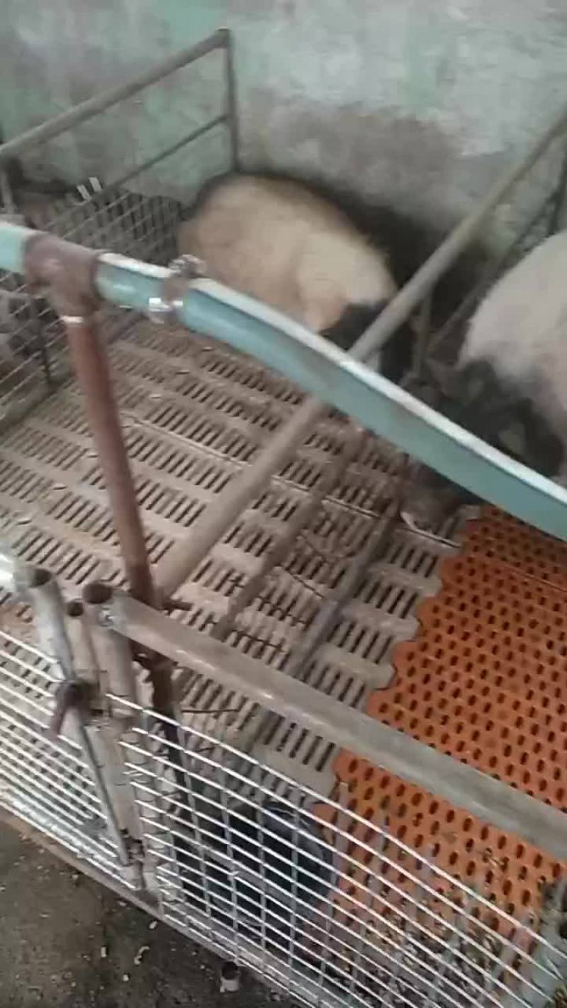 巴马香猪藏香猪专业繁育基地