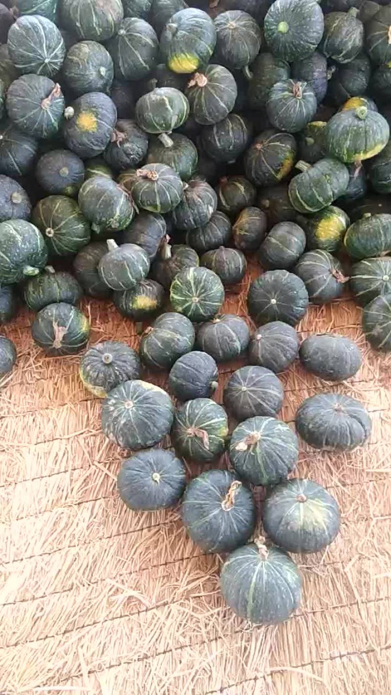 板粟南瓜