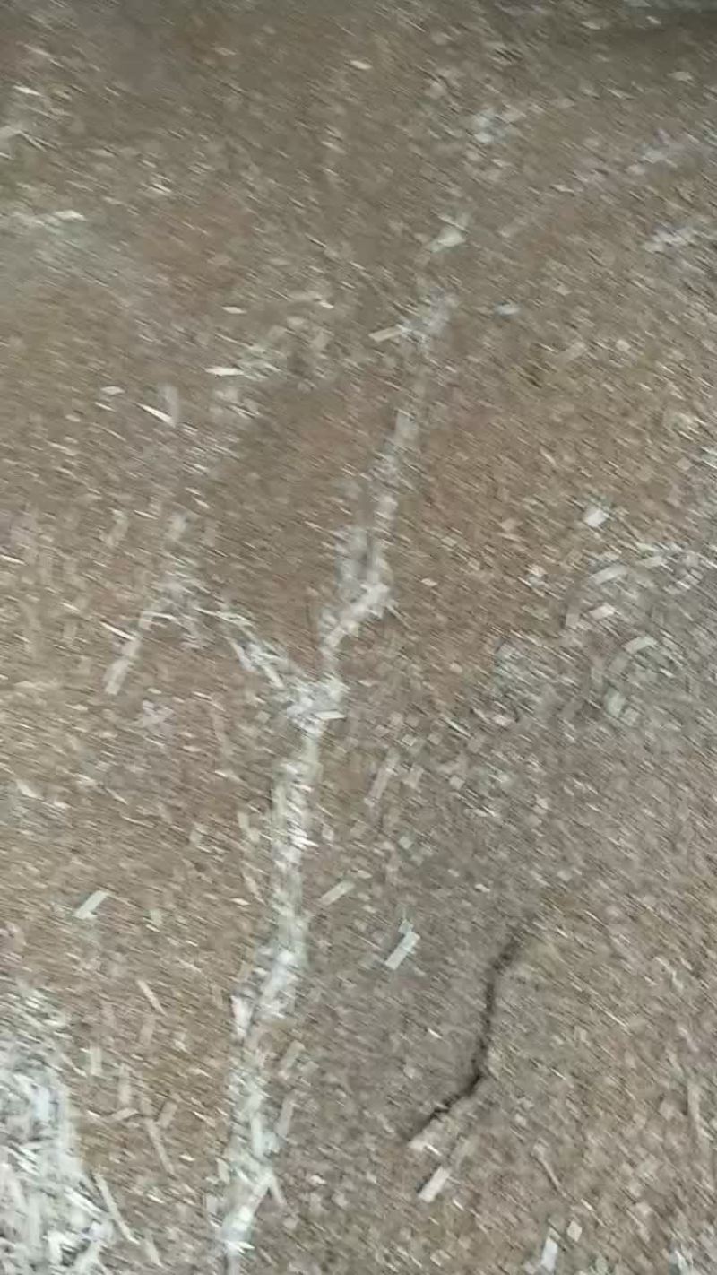 小麦