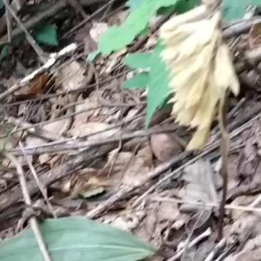 纯野生货，货源少，只接小单，