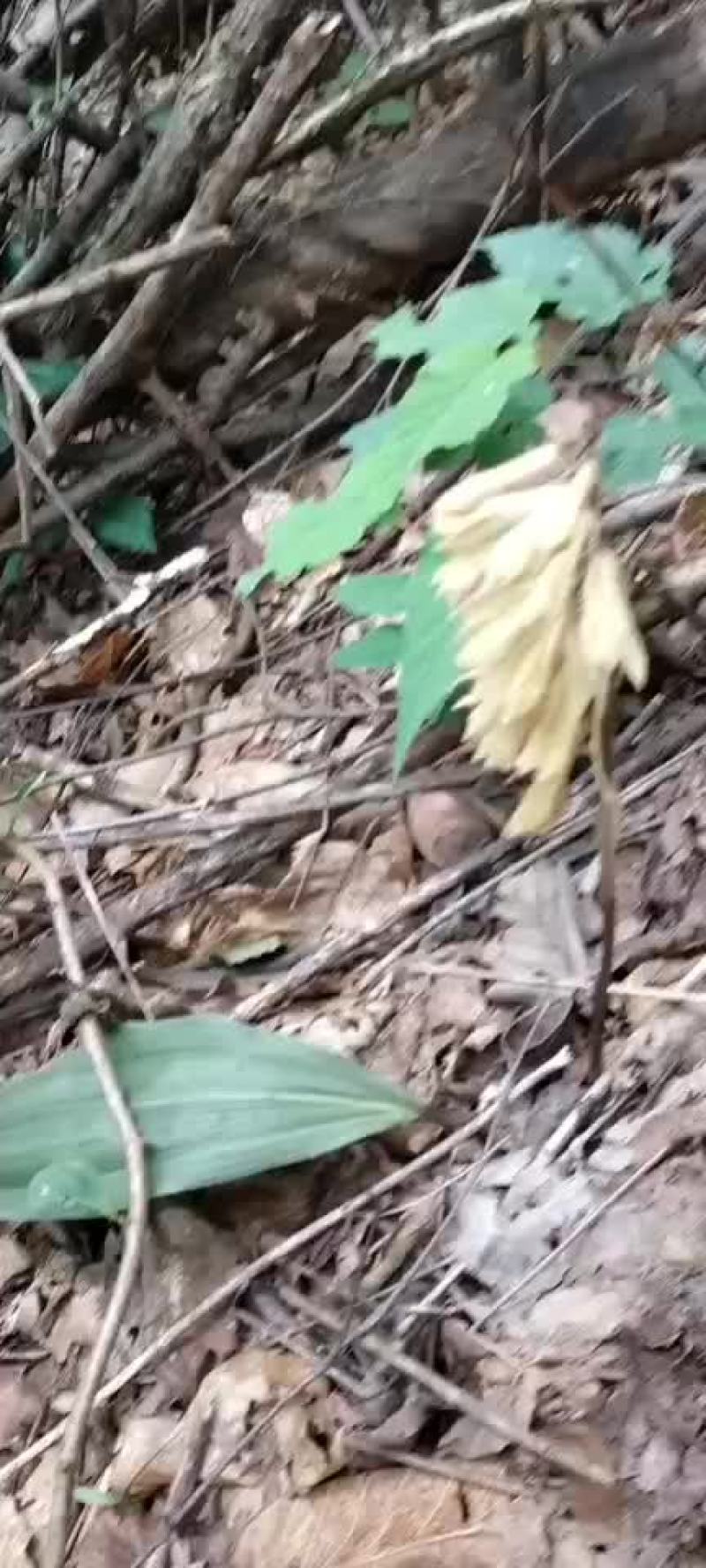 纯野生货，货源少，只接小单，