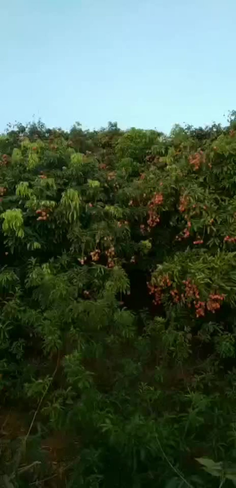 荔枝