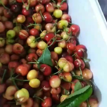 樱桃残果