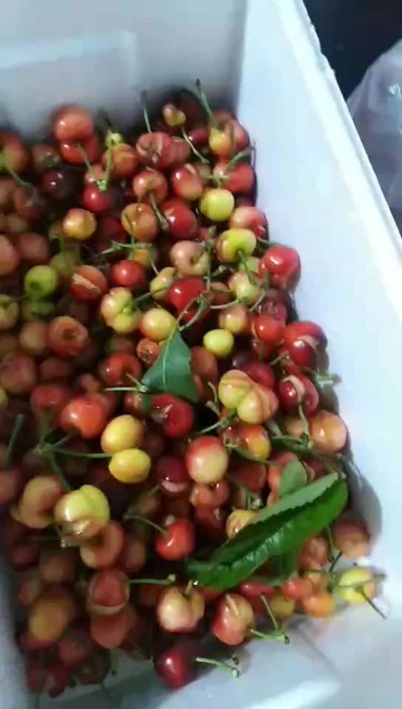 樱桃残果