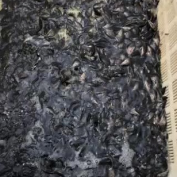 桂鱼苗