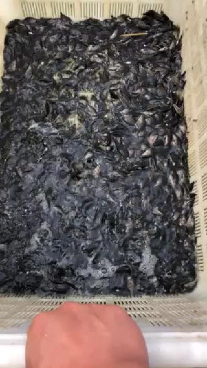 桂鱼苗
