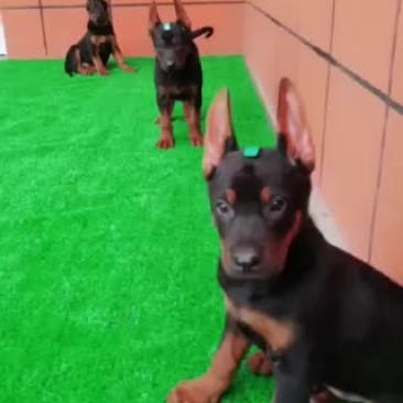 莱州红幼犬大骨架双血统疫苗驱虫全部做完