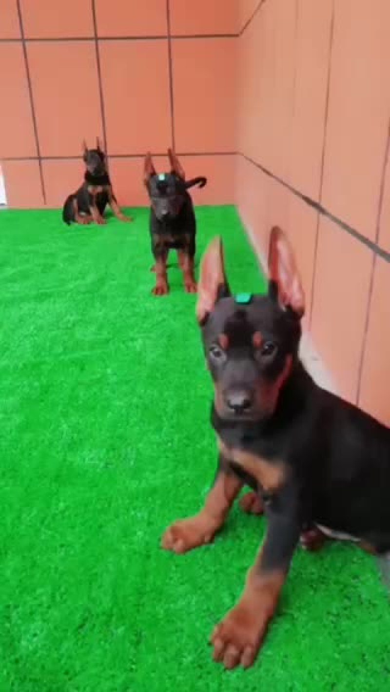 莱州红幼犬大骨架双血统疫苗驱虫全部做完