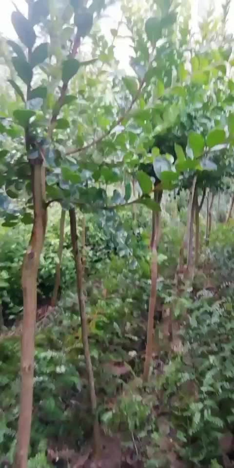 云南省内米径3公分红花紫薇树岀售