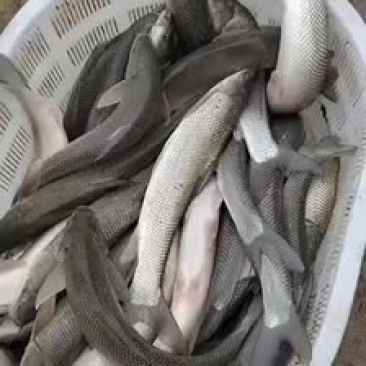 银水鱼