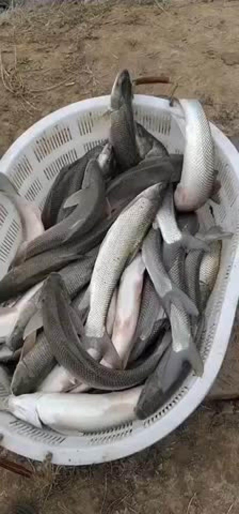 银水鱼