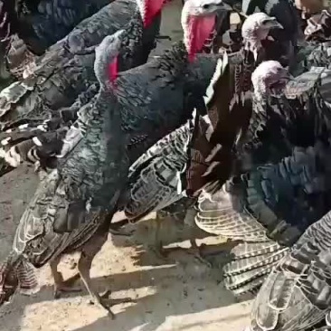 一年青铜火鸡