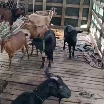 放养黑山羊黄羊