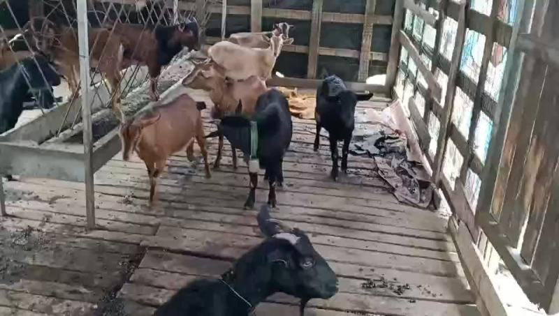 放养黑山羊黄羊