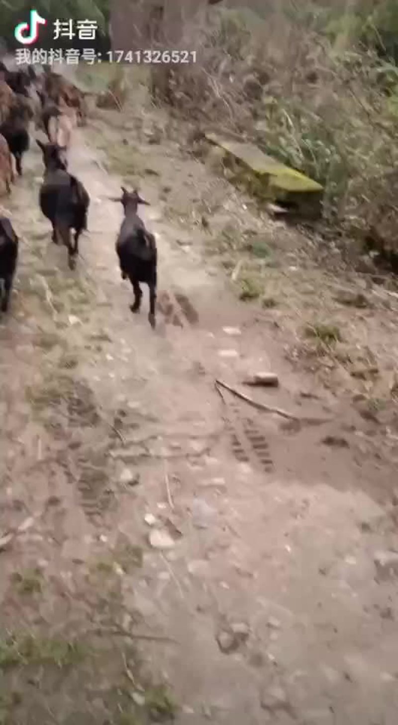 放养黑山羊黄羊