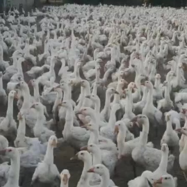 鹅蛋大量供应