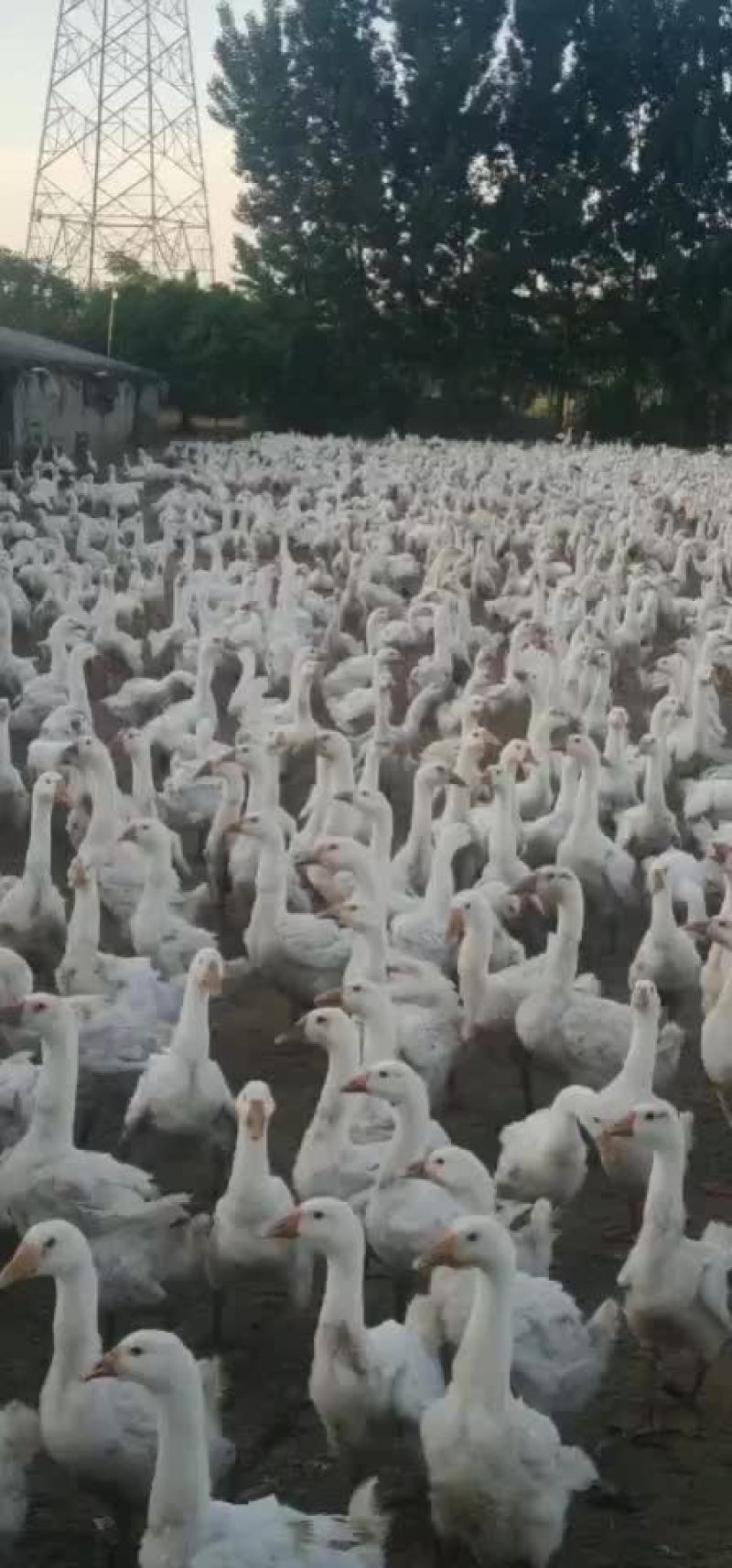 鹅蛋大量供应
