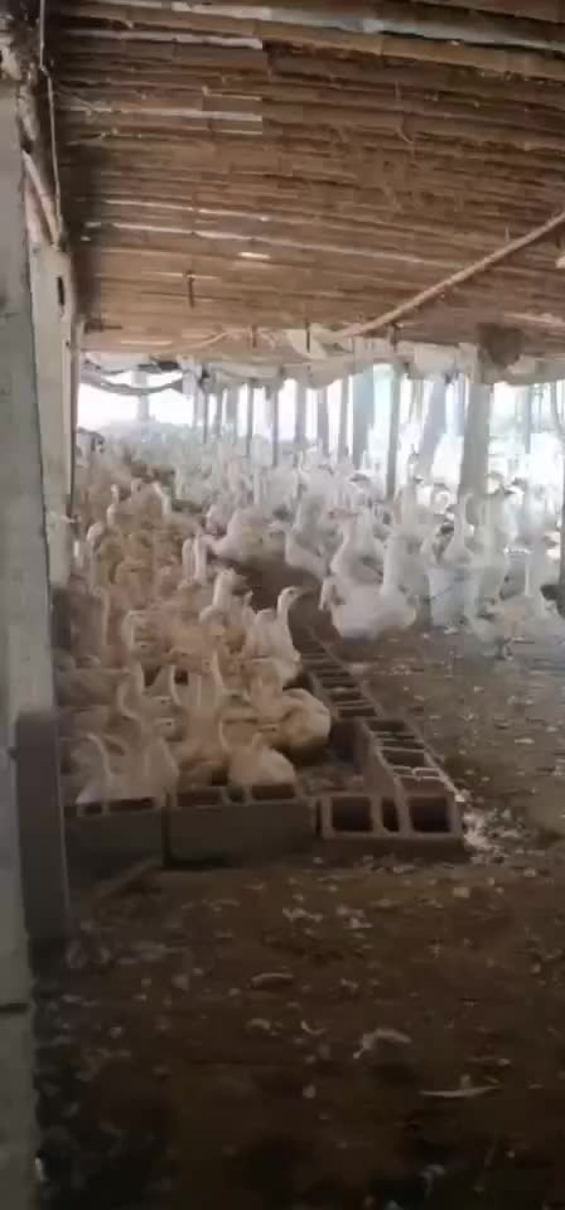 鹅蛋大量供应