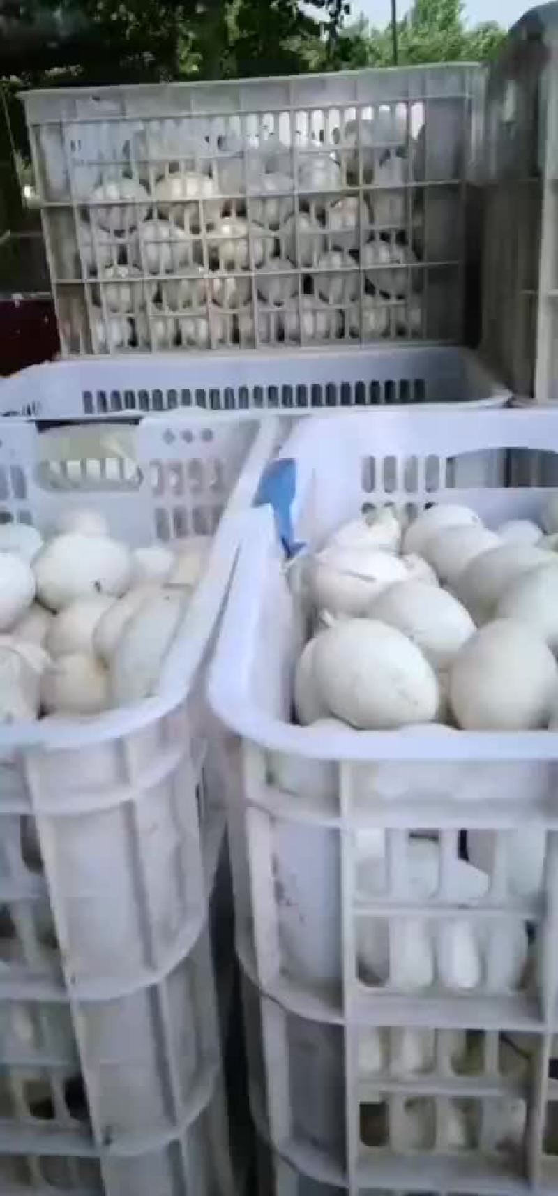 鹅蛋大量供应