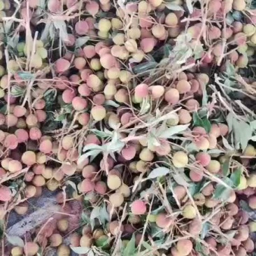 荔枝