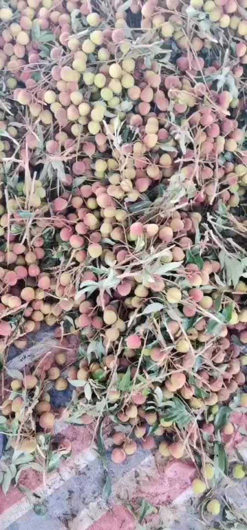 荔枝