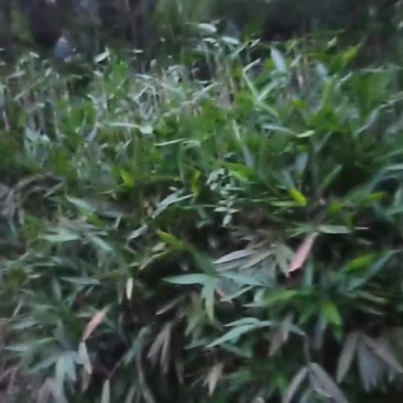 粽叶