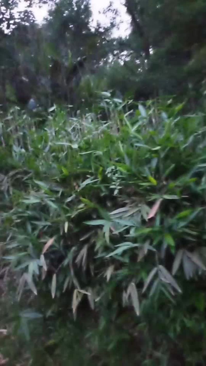 粽叶